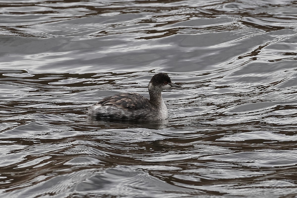 Eared Grebe - ML645912294