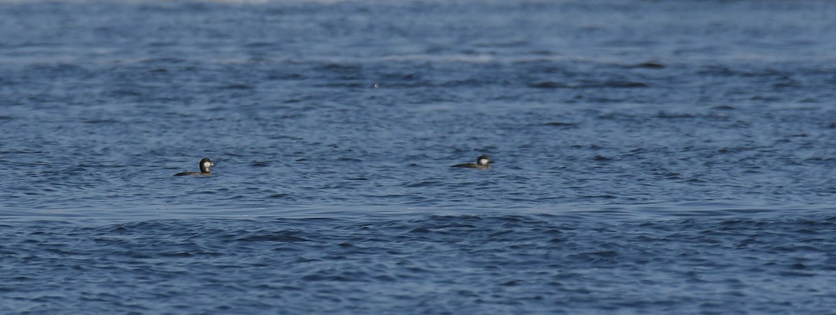 Black Scoter - ML645912302