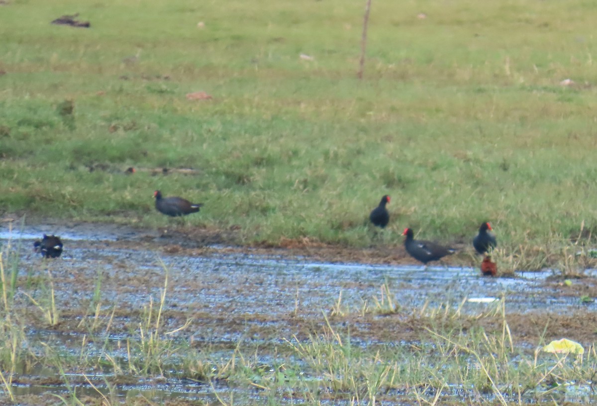 Курочка латиноамериканська - ML645912303