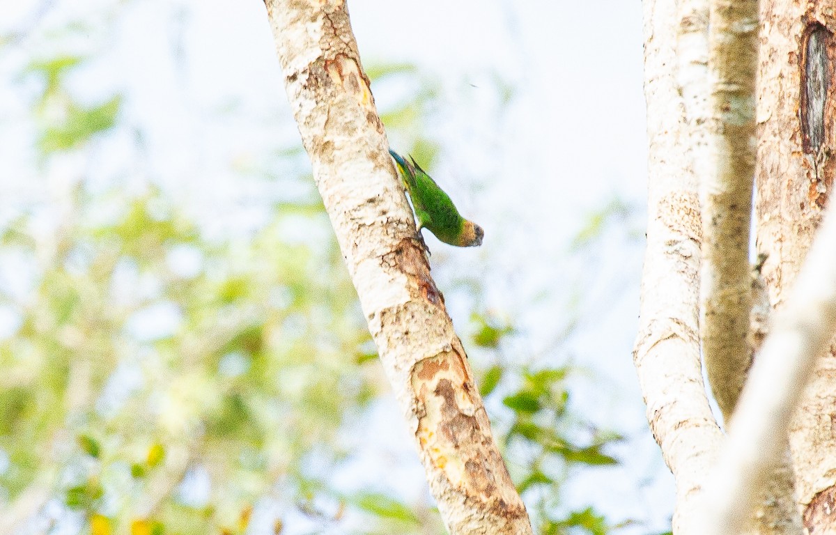 Buff-faced Pygmy-Parrot - ML645912308