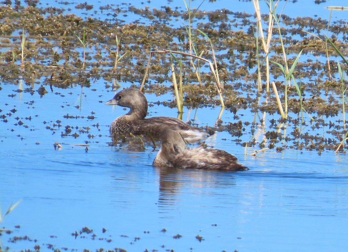 Pied-billed Grebe - ML645912311
