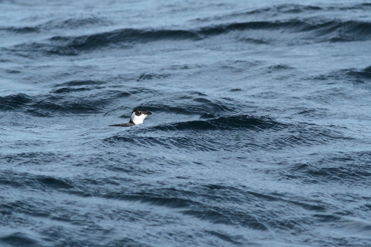 alkekonge - ML645912313