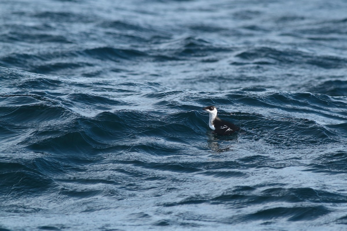 alkekonge - ML645912314