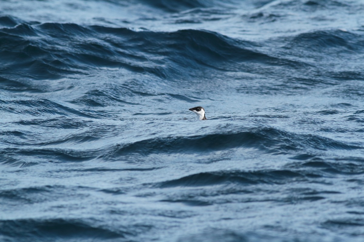 alkekonge - ML645912315