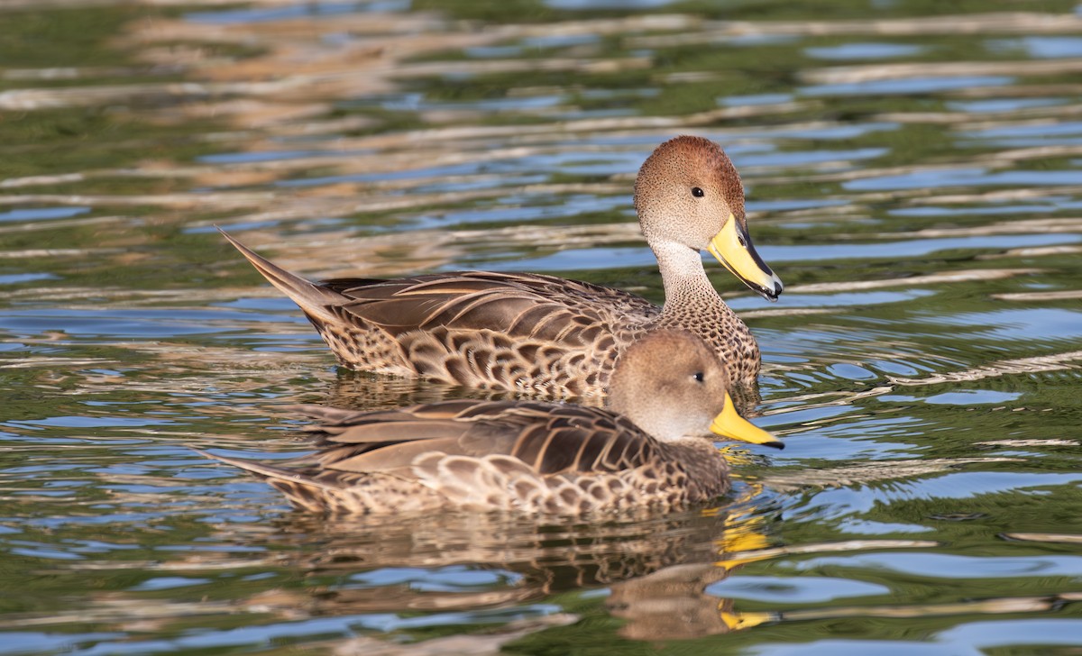 Yellow-billed Pintail - ML645912321