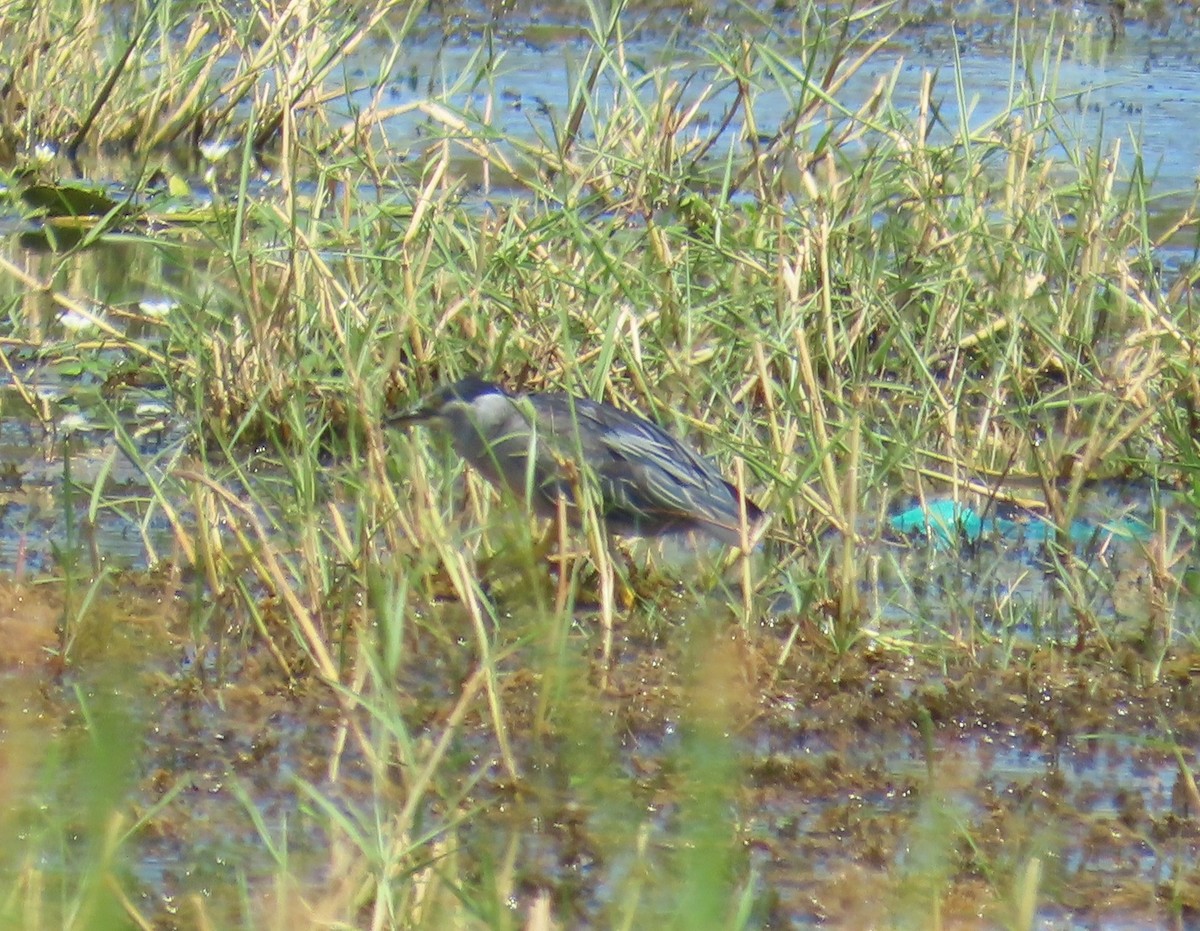 Striated Heron - ML645912325