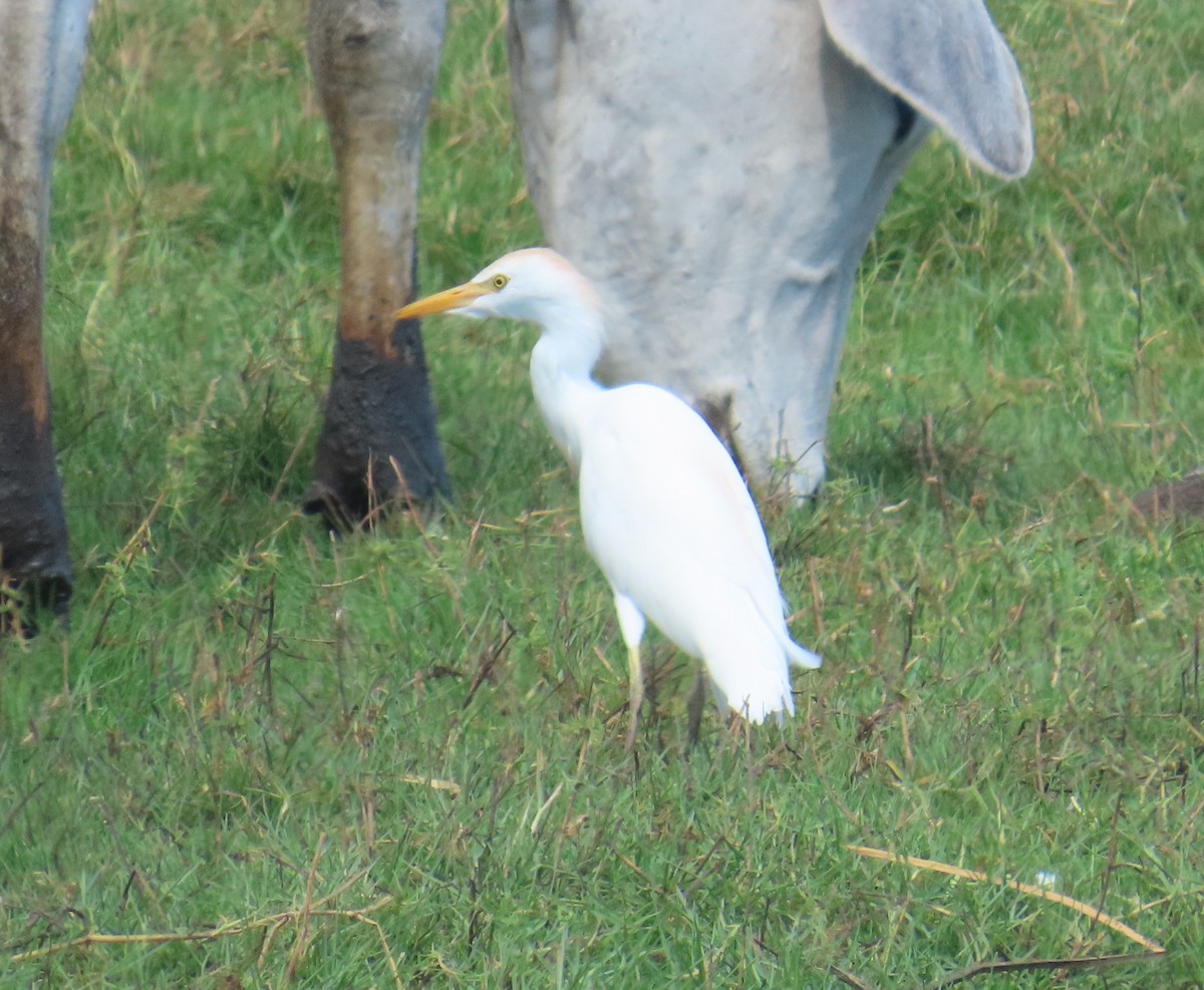 Western Cattle-Egret - ML645912327