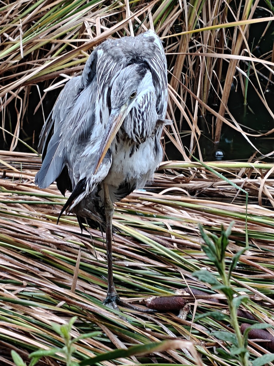 蒼鷺 - ML645912328