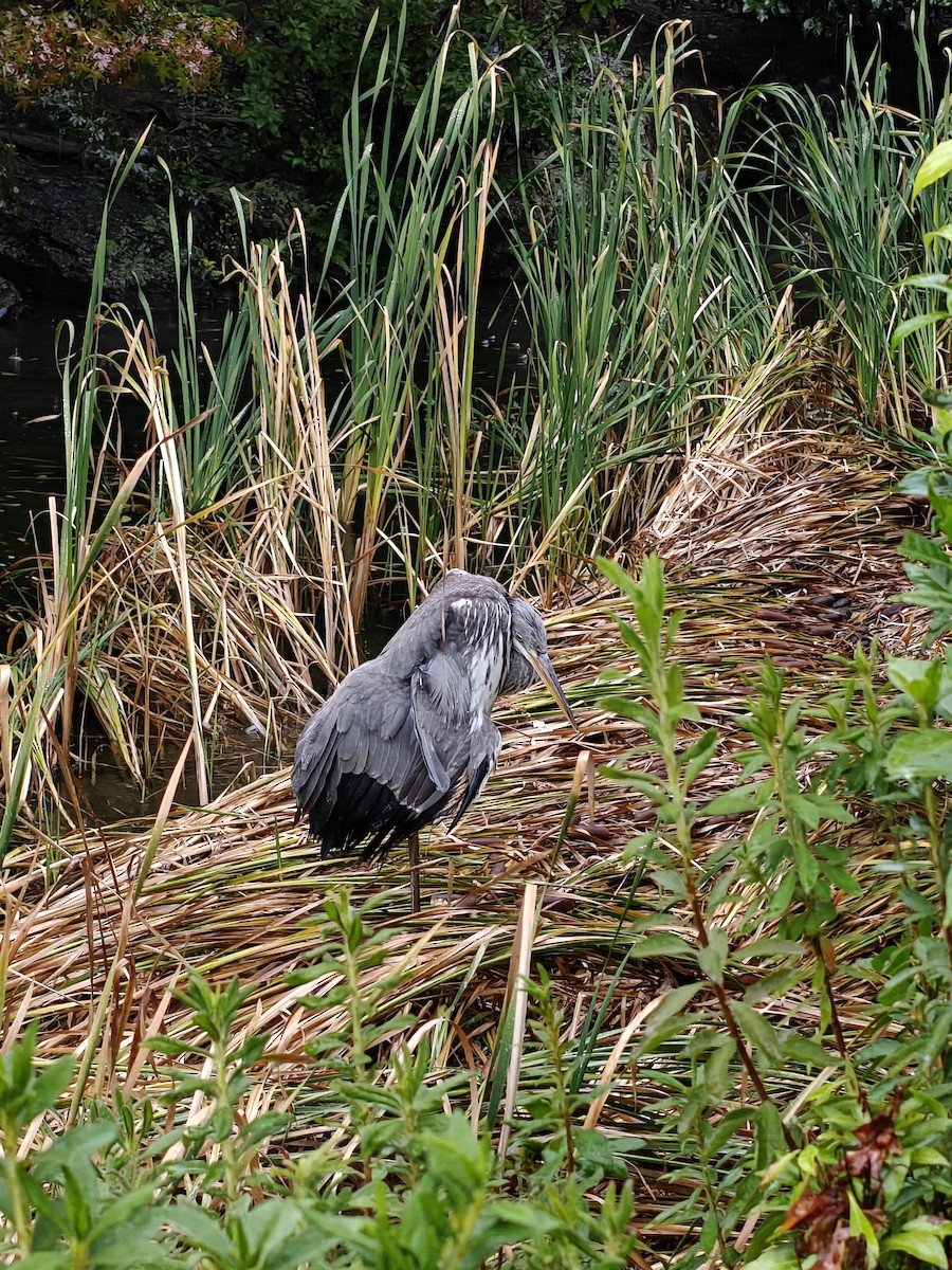 蒼鷺 - ML645912329