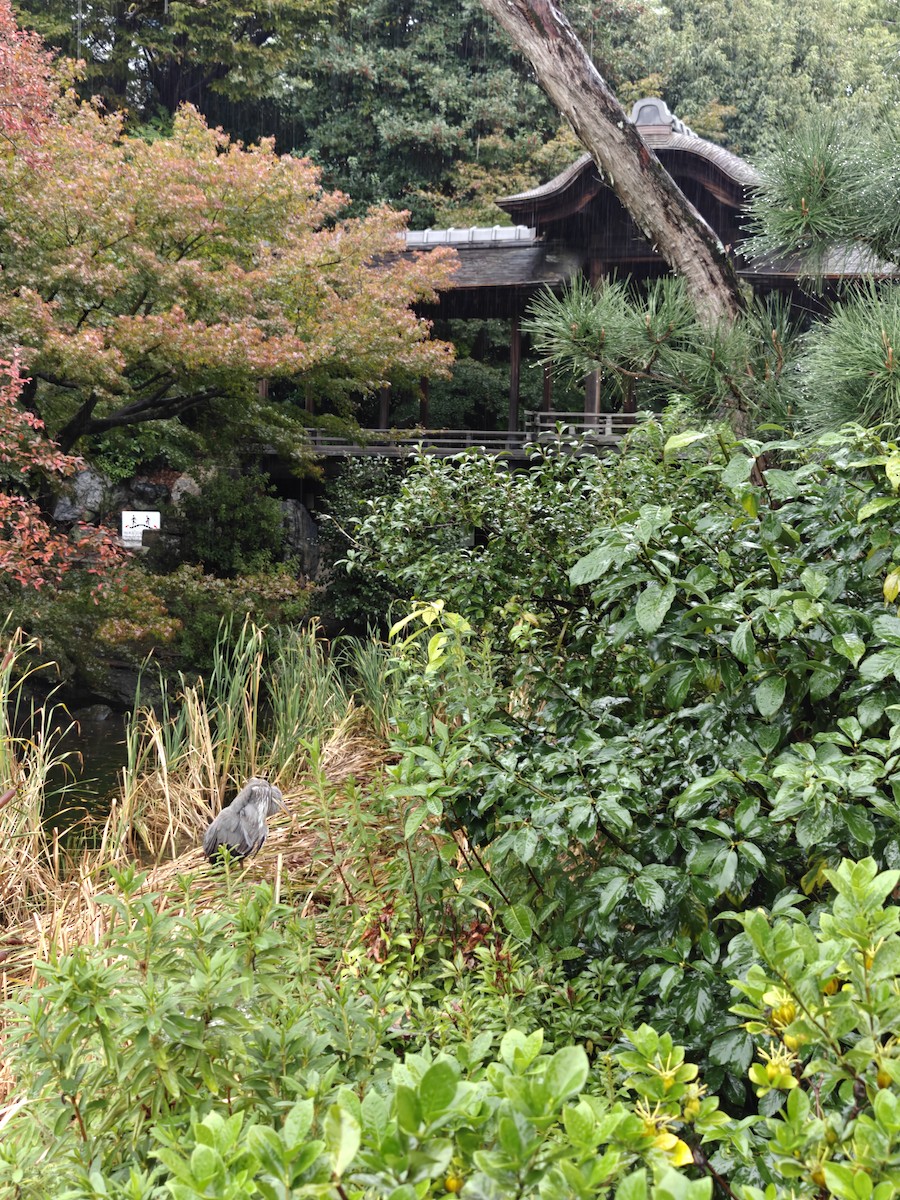 蒼鷺 - ML645912330