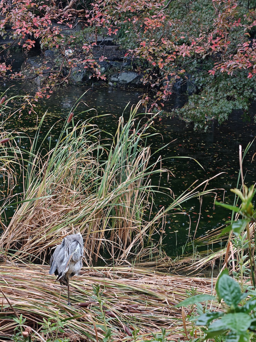 蒼鷺 - ML645912331