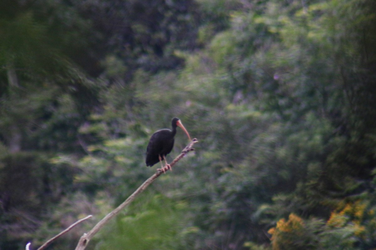 Bare-faced Ibis - ML645912332