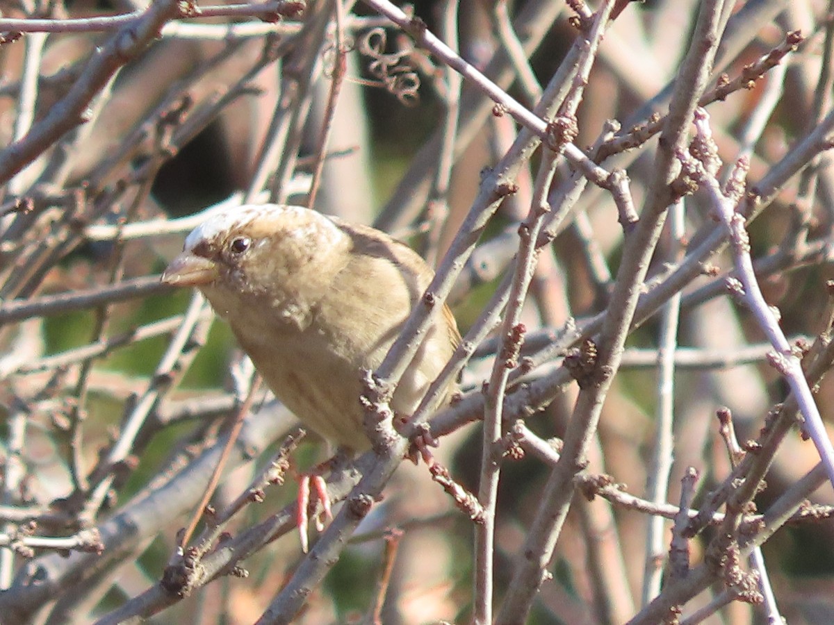 Горобець хатній - ML645912333