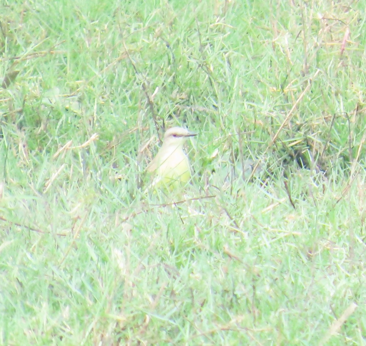 Cattle Tyrant - ML645912334