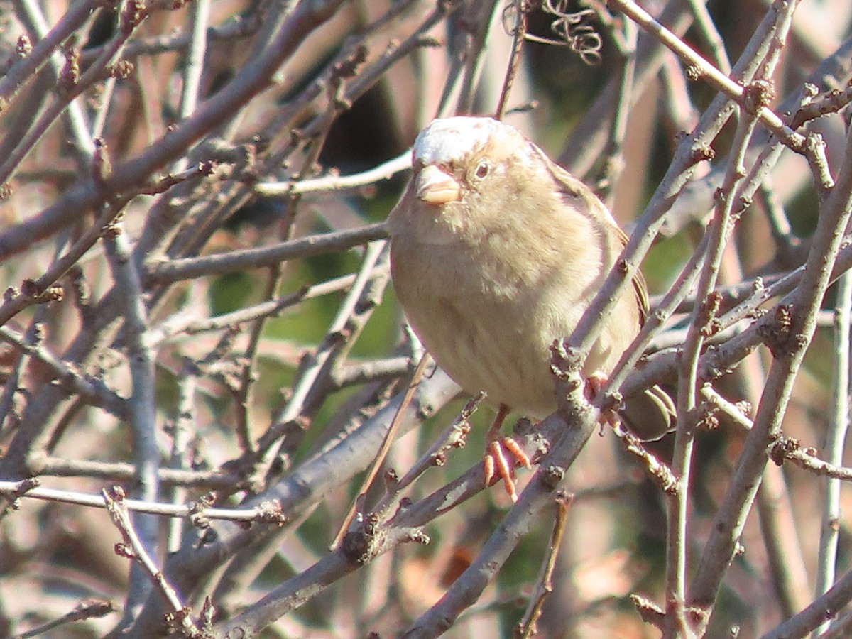 Горобець хатній - ML645912338