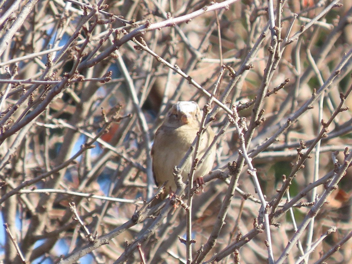 Горобець хатній - ML645912341
