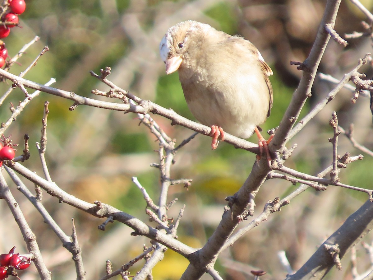 Горобець хатній - ML645912345