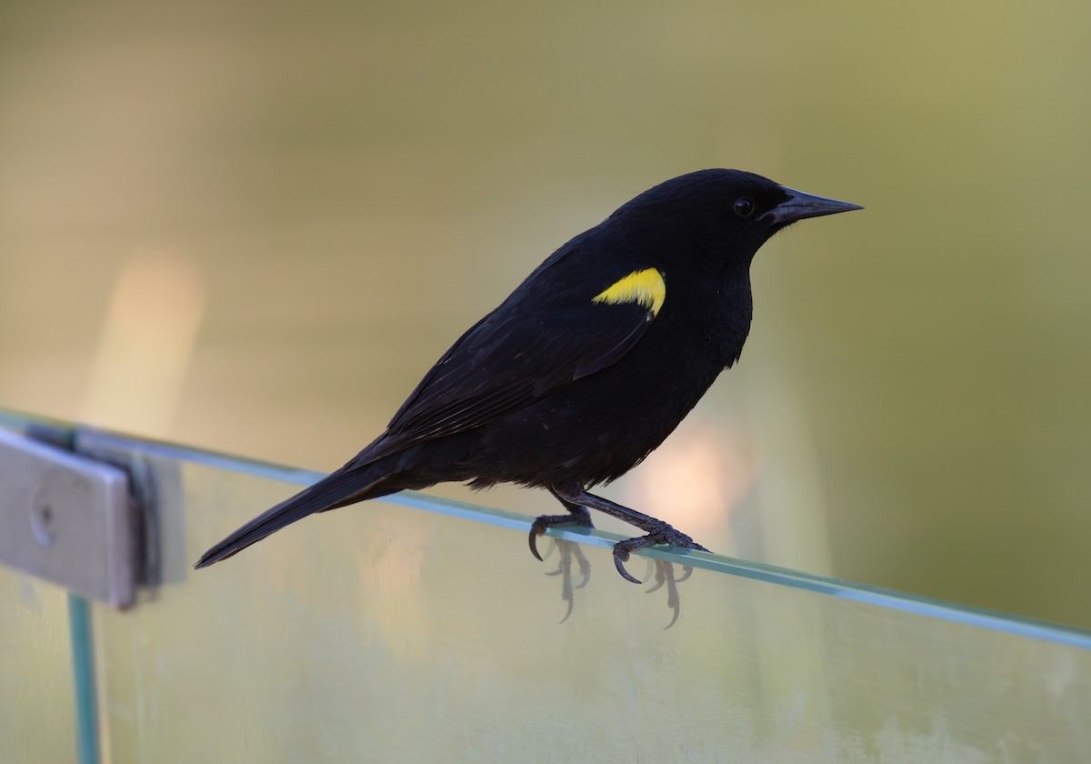 Yellow-winged Blackbird - ML645912346