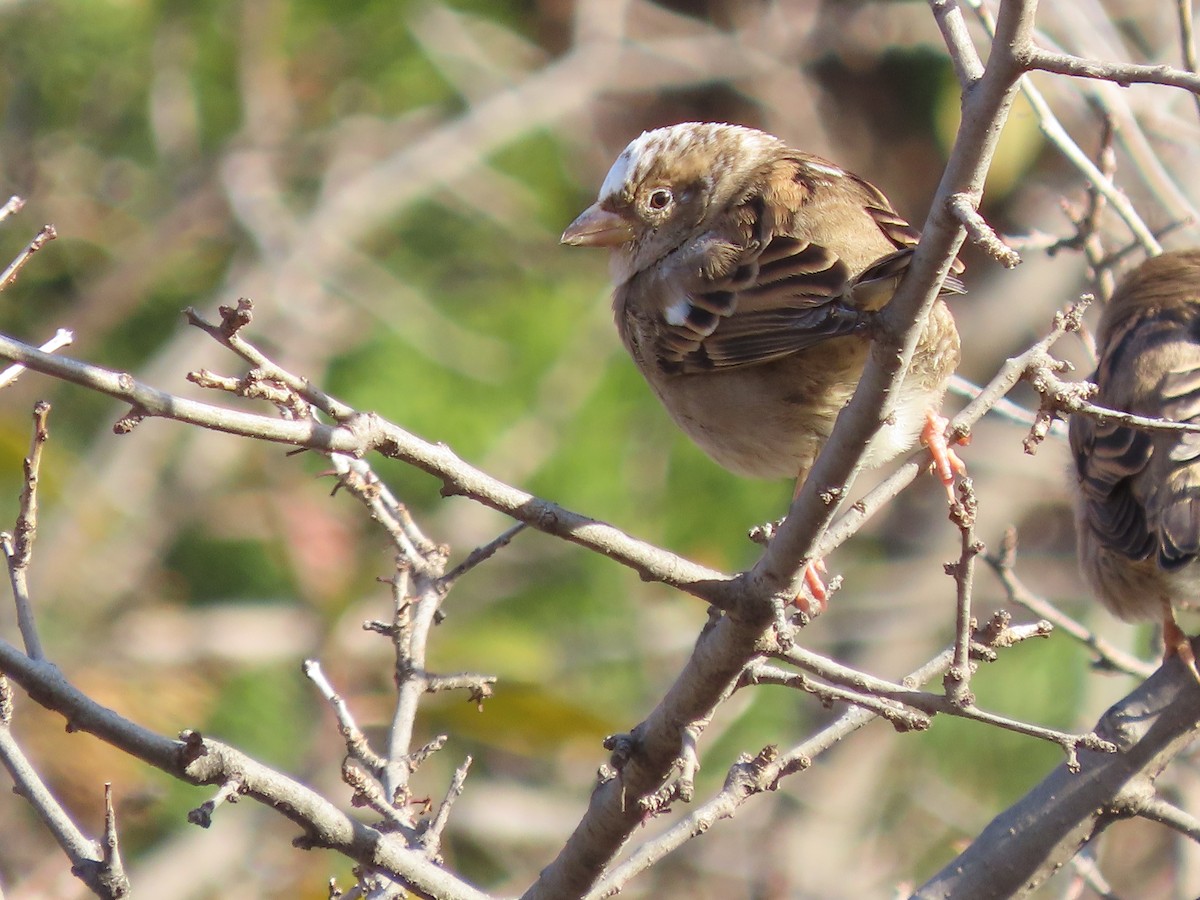 Горобець хатній - ML645912349