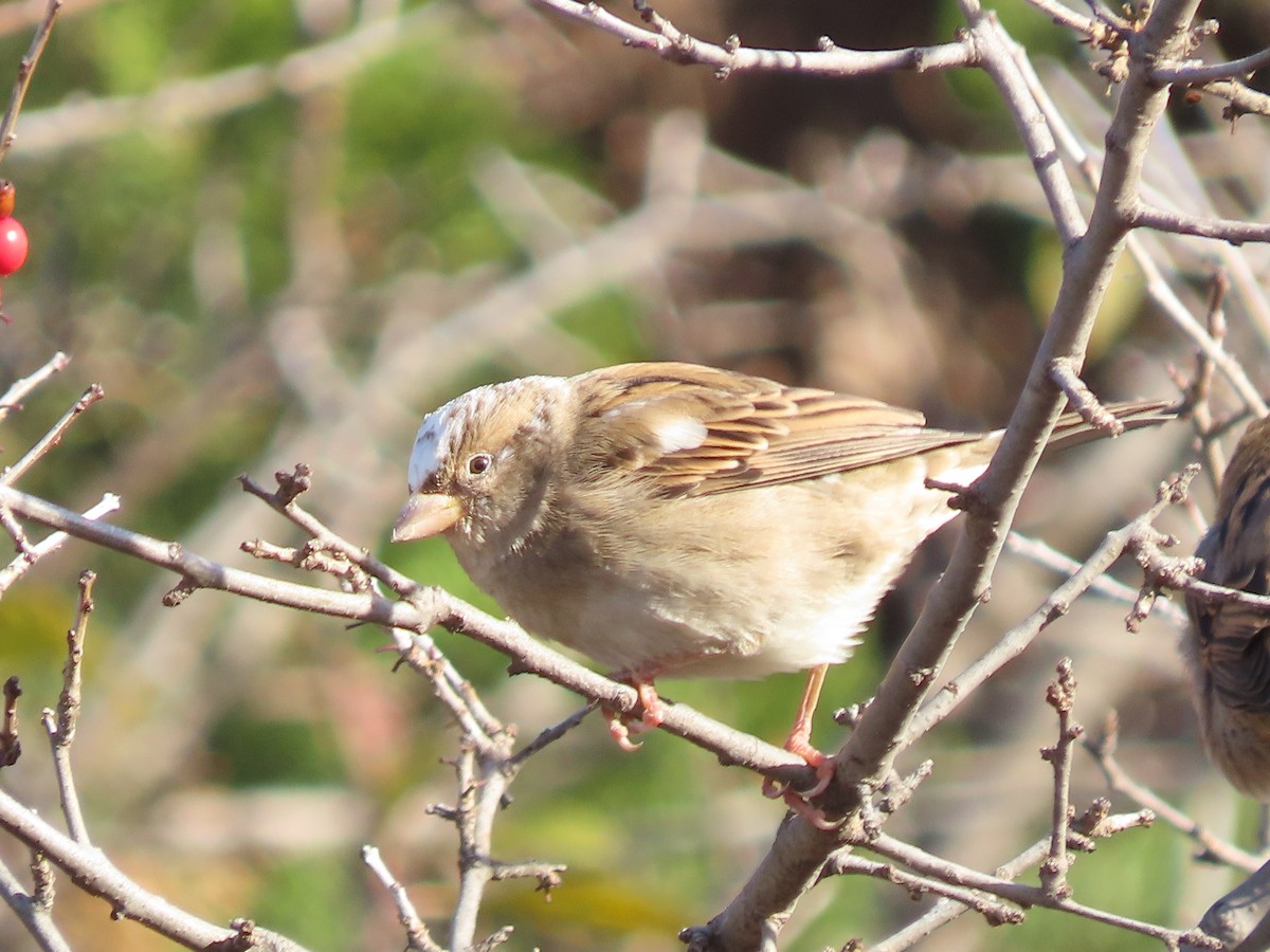 Горобець хатній - ML645912350