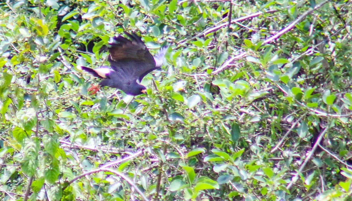 Snail Kite - ML645912351