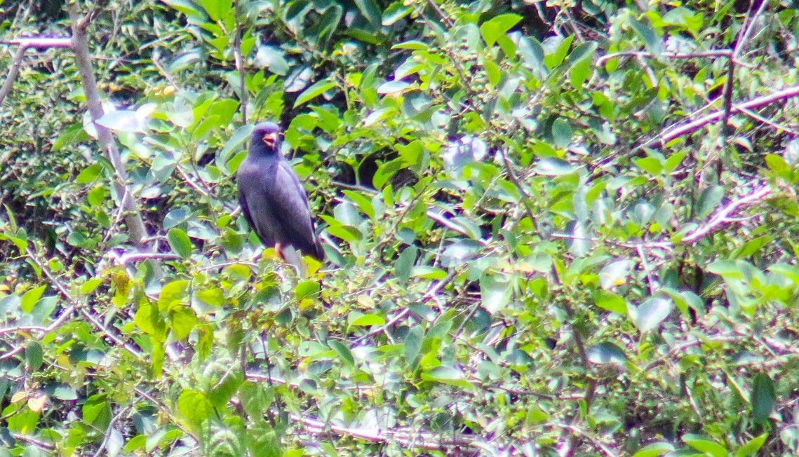 Snail Kite - ML645912352