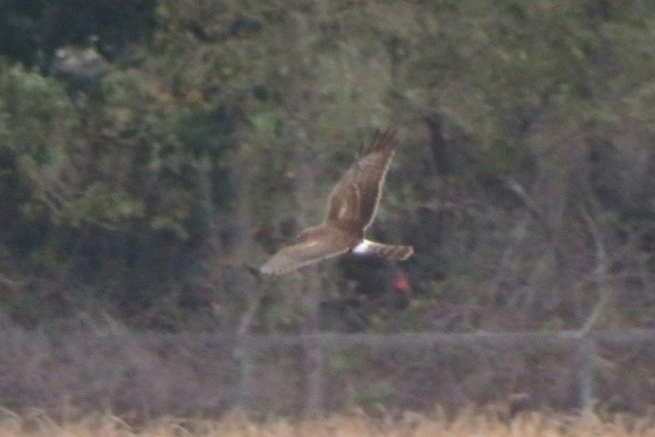 Northern Harrier - ML645912358