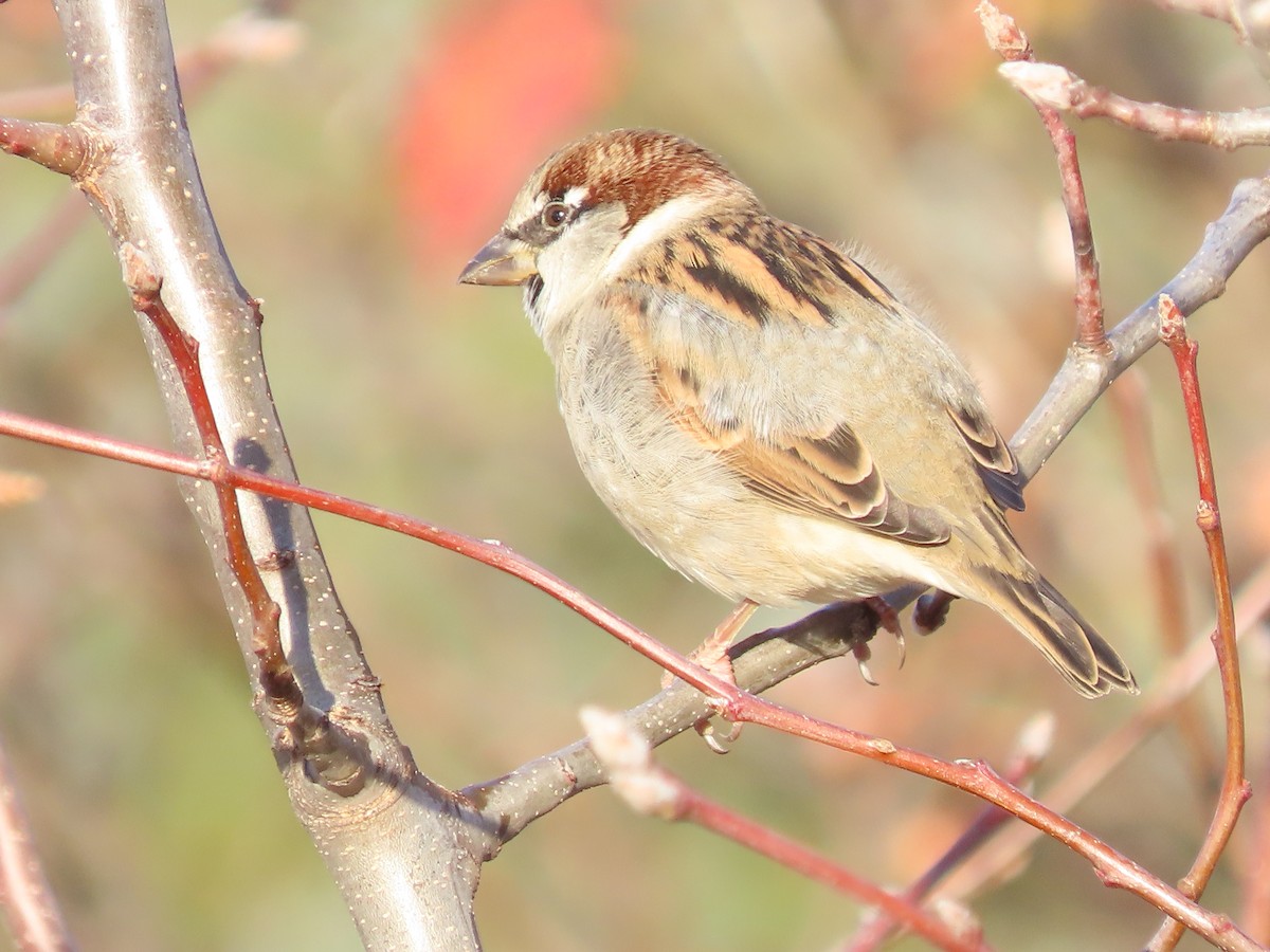 Горобець хатній - ML645912363