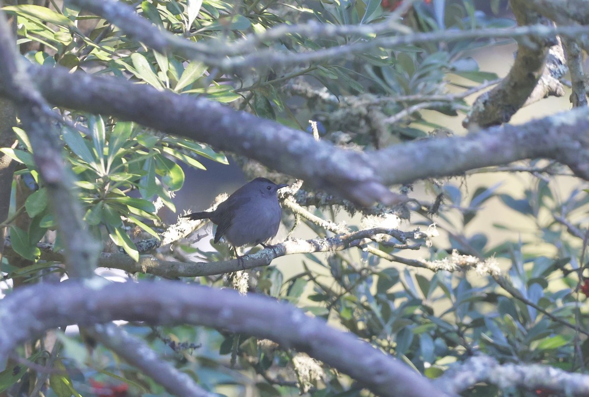 Miaulari grisa - ML645912369