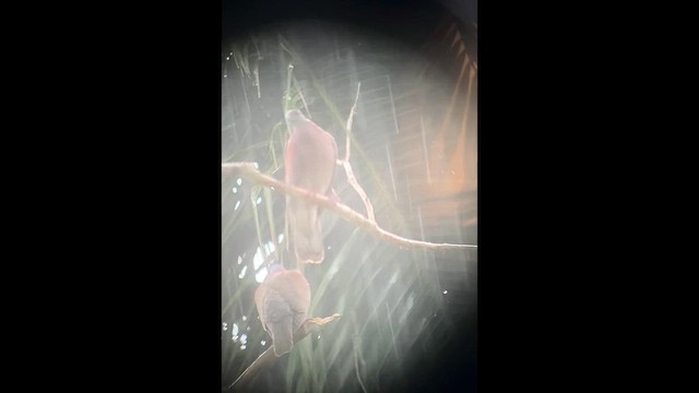 Голуб строкатий - ML645912372