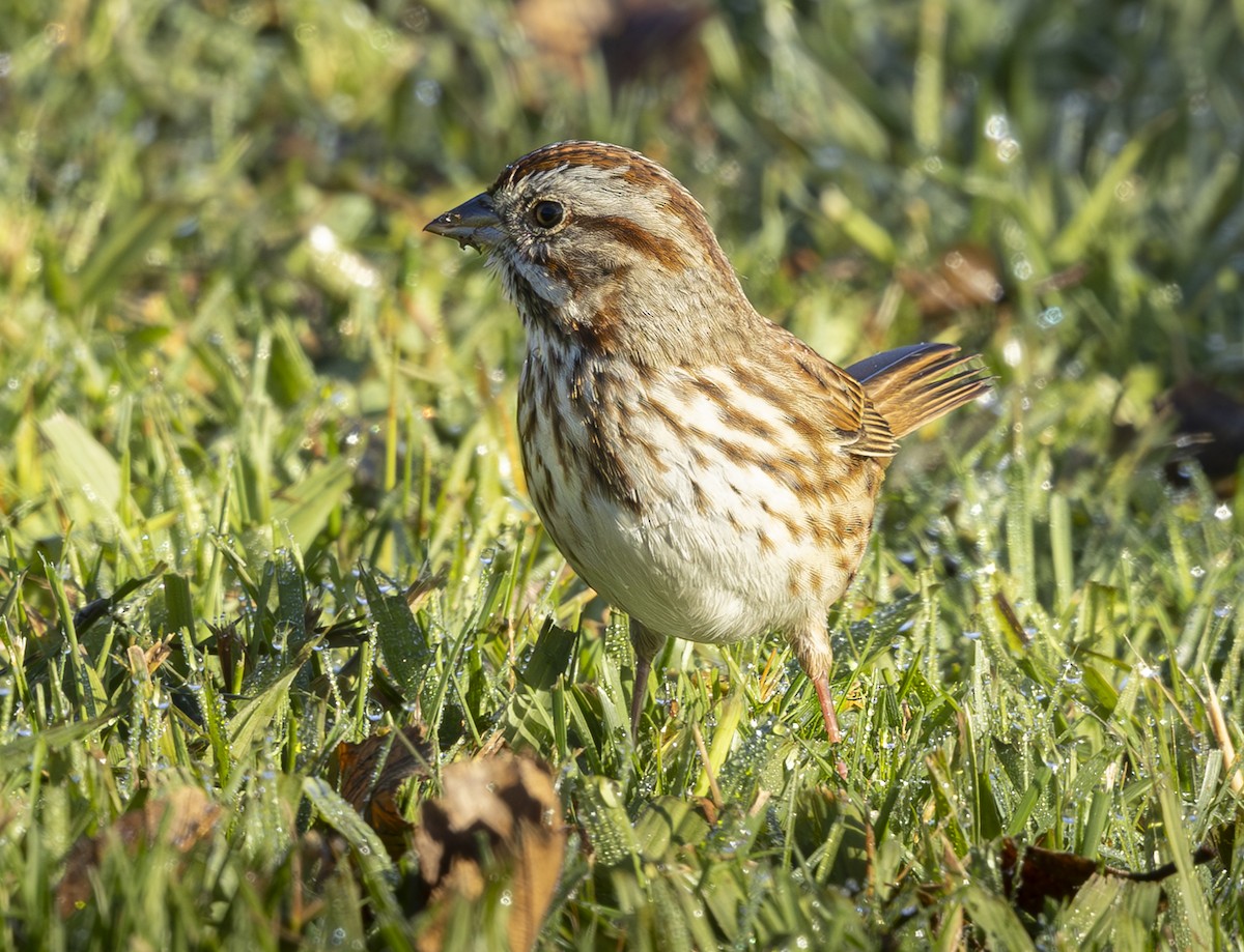 Song Sparrow - ML645912374