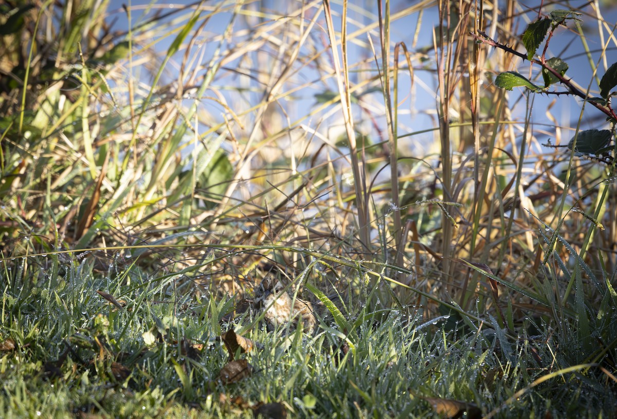 Song Sparrow - ML645912375