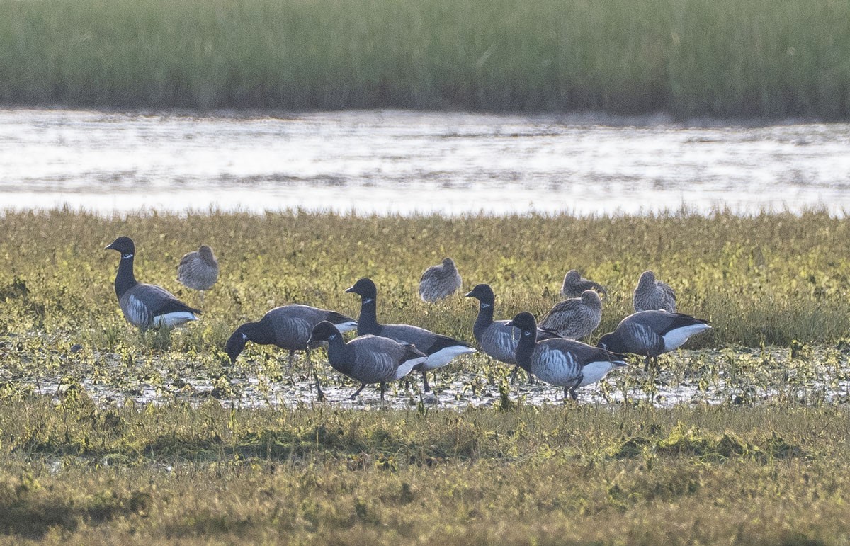 Brant (Pale-bellied) - ML645912376