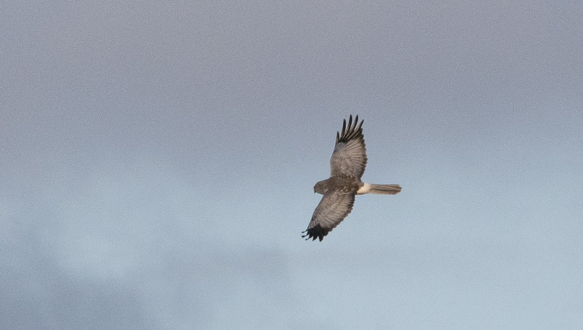 Hen Harrier - ML645912394