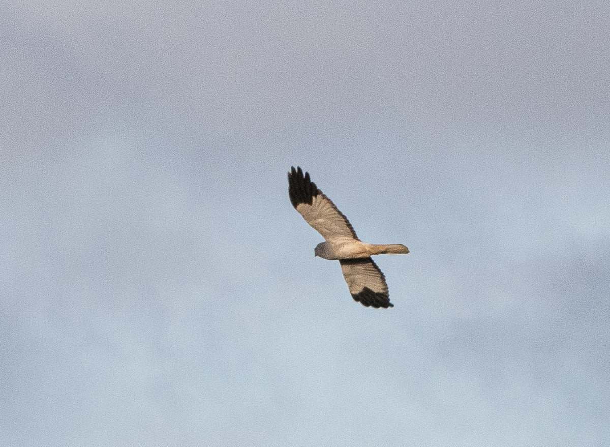 Hen Harrier - ML645912395