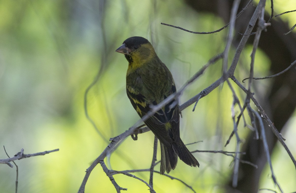 Black-chinned Siskin - ML645912402