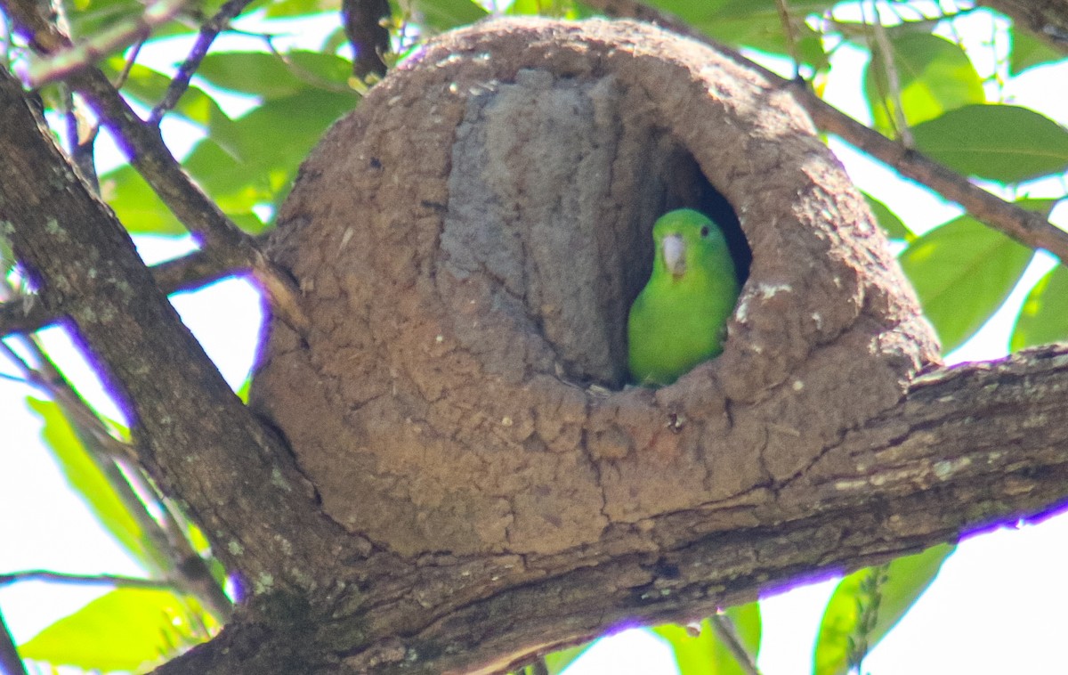 Cobalt-rumped Parrotlet - ML645912404