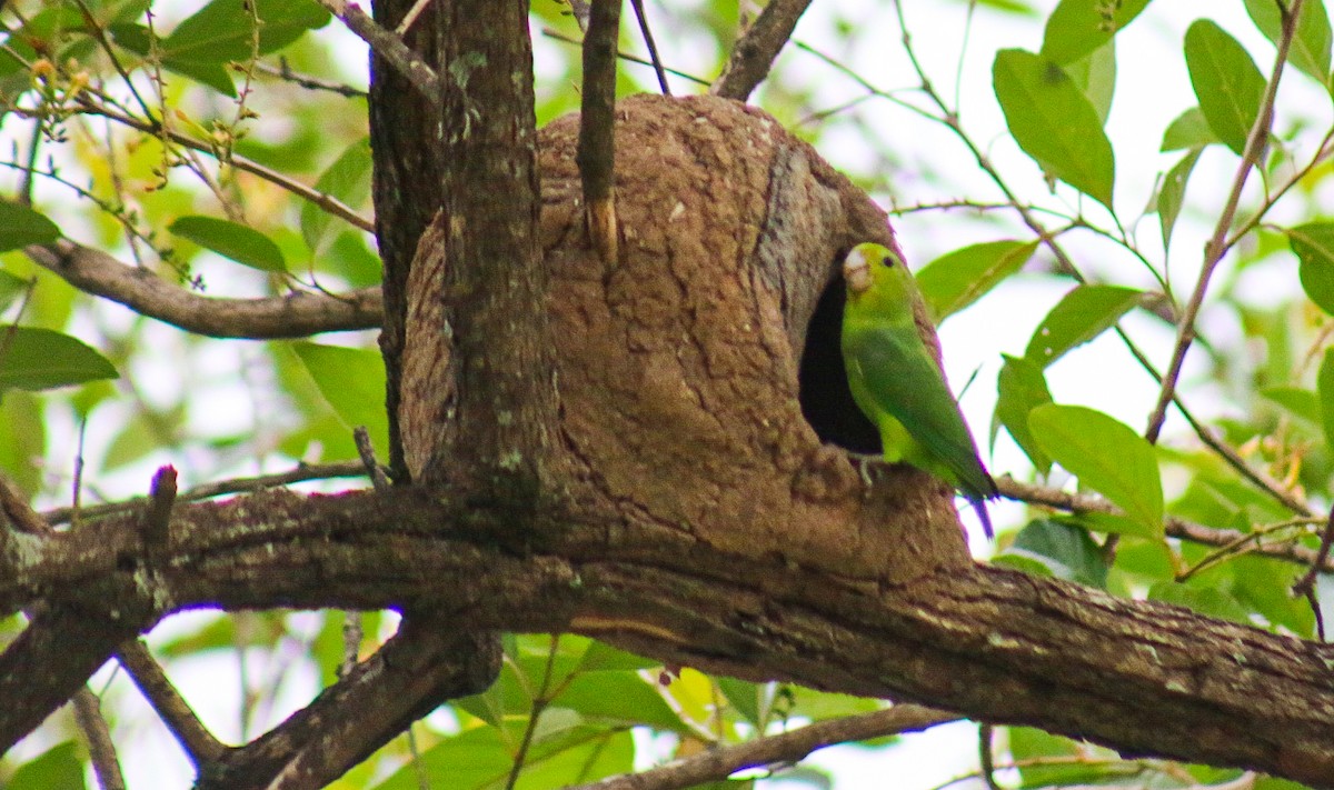 Cobalt-rumped Parrotlet - ML645912405