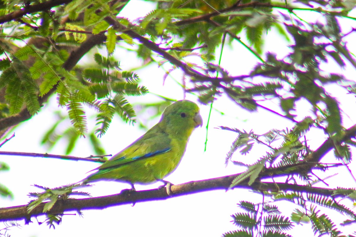 Cobalt-rumped Parrotlet - ML645912406