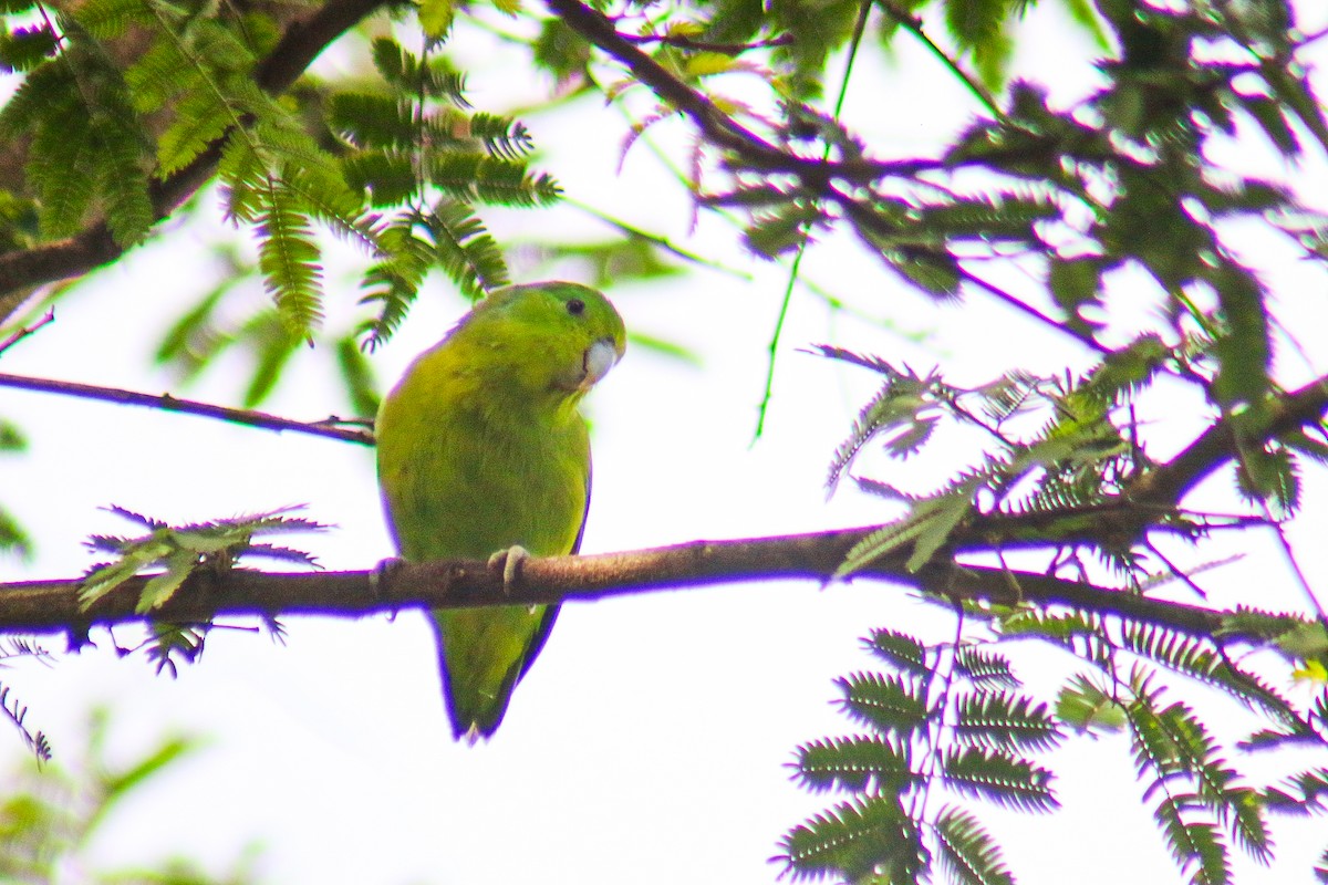 Cobalt-rumped Parrotlet - ML645912408