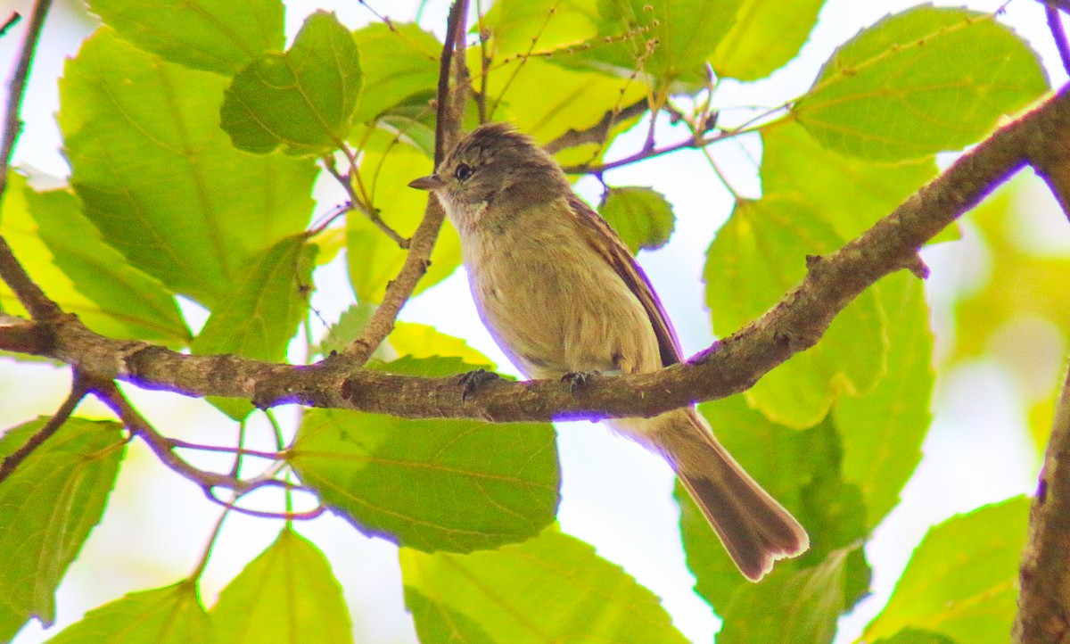 Southern Beardless-Tyrannulet - ML645912411