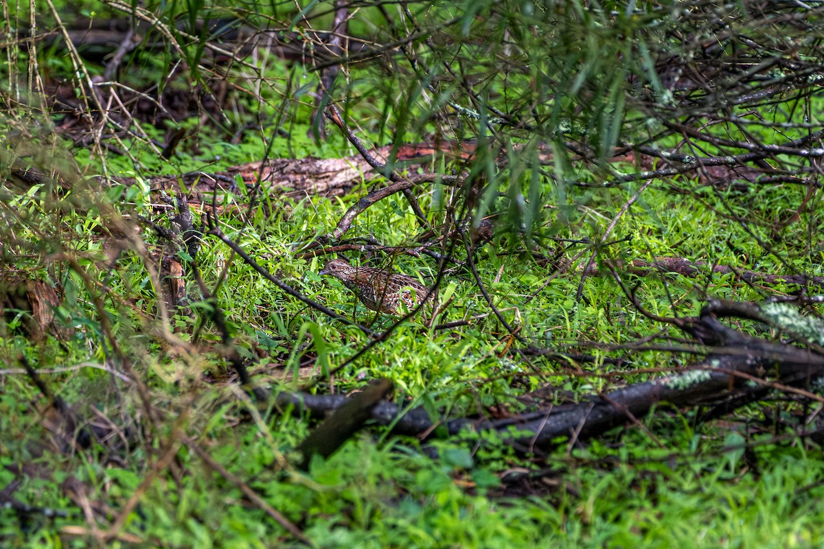 Painted Buttonquail - ML645912412