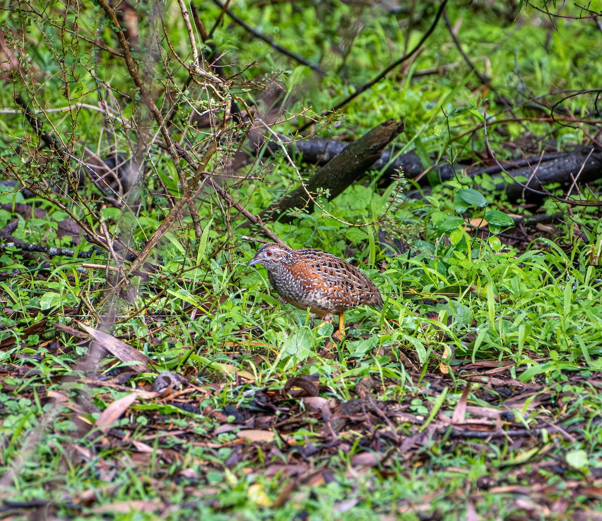 Painted Buttonquail - ML645912413