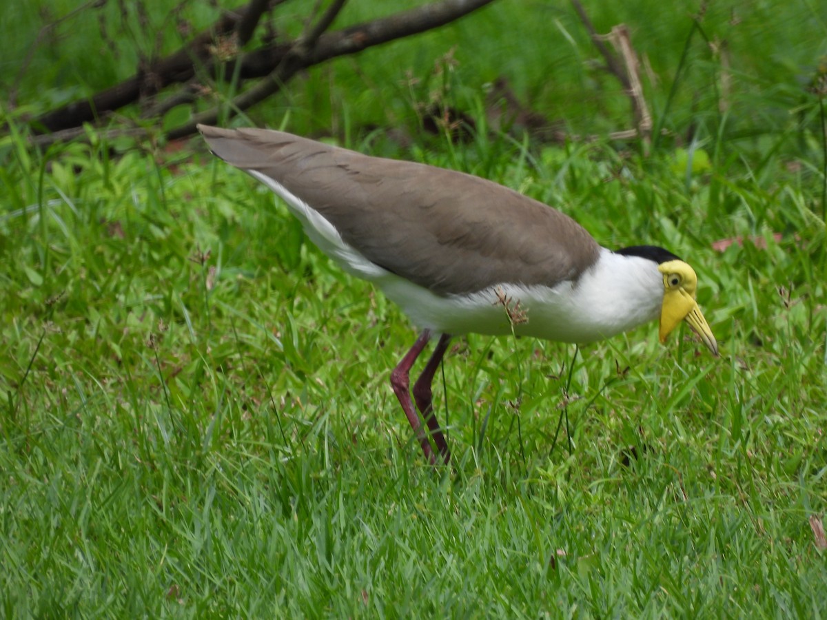 Masked Lapwing - ML645912415