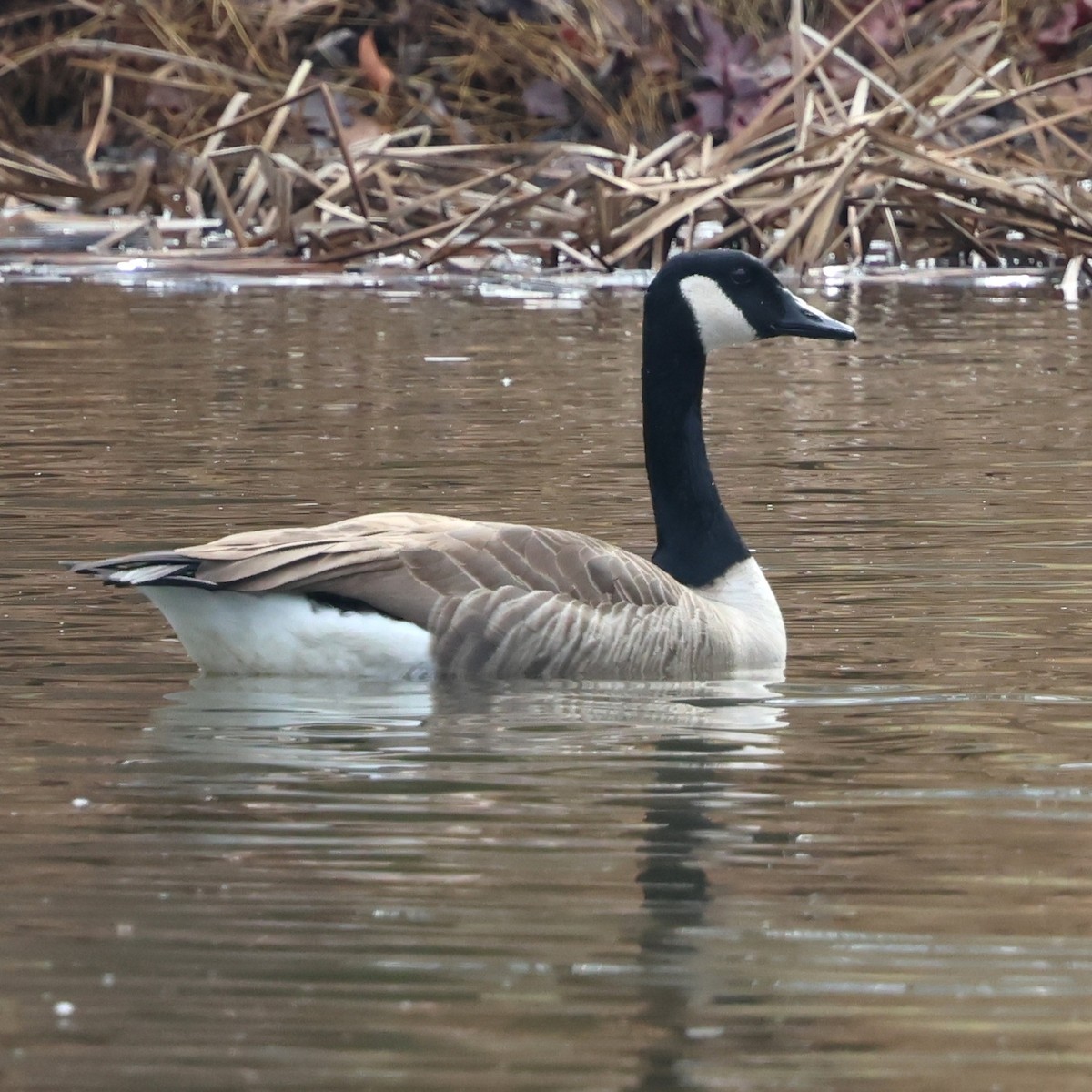 ברנטה קנדית - ML645912420