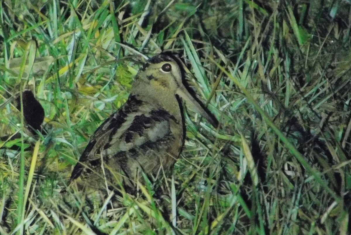 American Woodcock - ML645912422