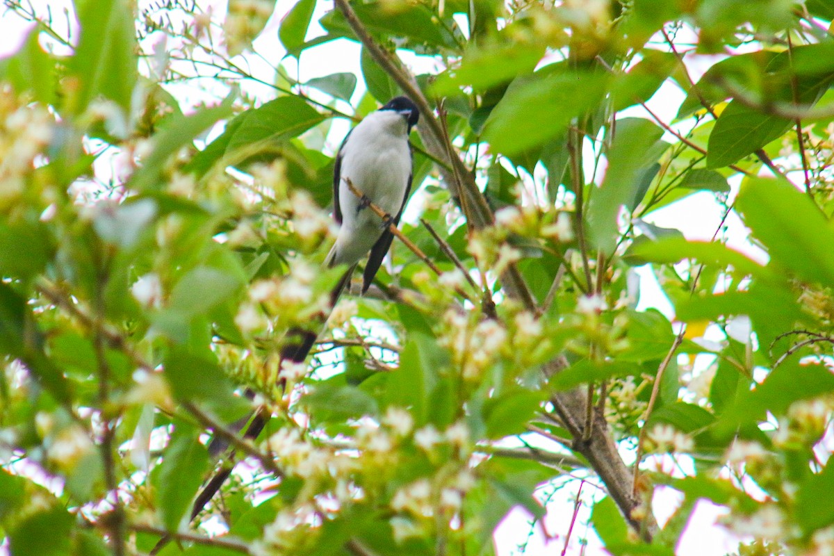 Fork-tailed Flycatcher - ML645912423