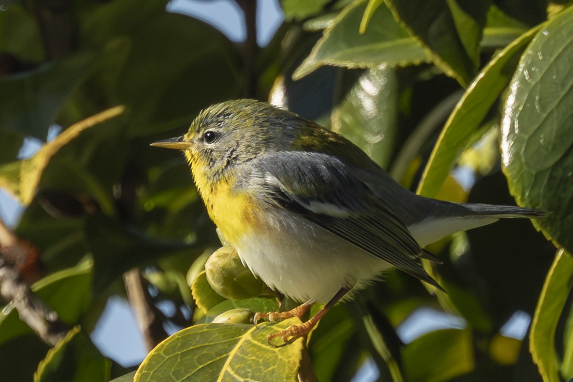 Northern Parula - ML645912433