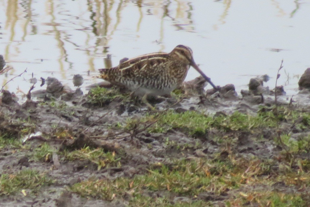 Wilson's Snipe - ML645912435