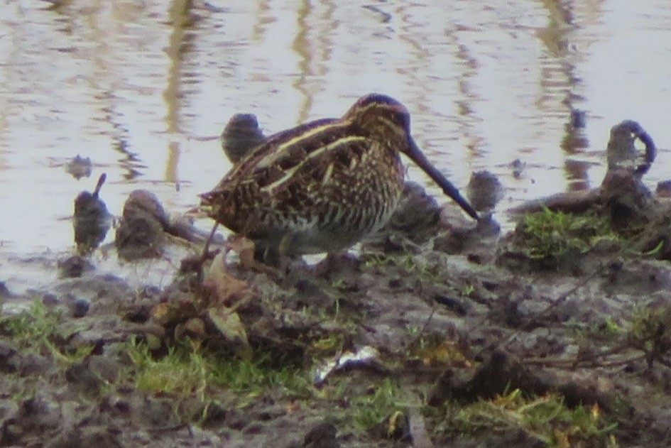 Wilson's Snipe - ML645912436